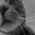 CatShadow