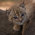 Luchs_T