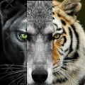 Panolger
