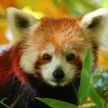 RedPandaNL