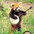 Red&#039;ishPanda