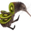 Louislekiwi