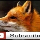 TheFox