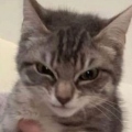 Miski