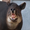 Tapir6