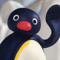 MaxPingu1