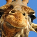 Girafferl