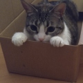 Sarisneko