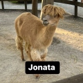 Jonata