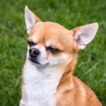 chihuahua011