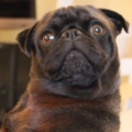 Edgar, The Pug