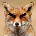 BigBrowFox
