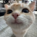 Tismspasm