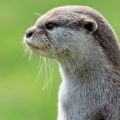 Loutre-Offensive