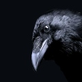 Raven