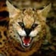 *Serval
