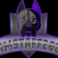 Amstaff268