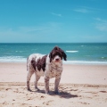 Marley