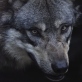 GreyWolfSvK