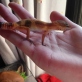 Gecko