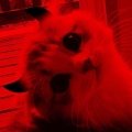 IAMCAT