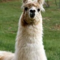 The Sneaky Lama