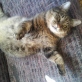 GittiKitty
