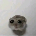 Nixda