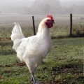 JeanPOULET