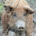 Mangalitza