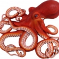 OctopusEat