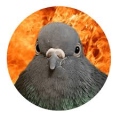 SunnyPigeon