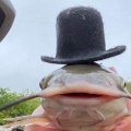 Lisku