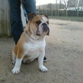 Bulldog