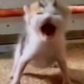 GuguisPiton