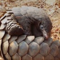 JeSuisUnPangolin