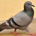 ErPiumato