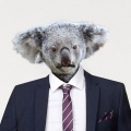 Mr. Koala