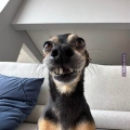 Well Polemico