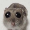 jereGD