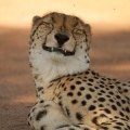 SmileyCheetah