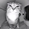 Indi