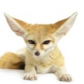 Fenneczer
