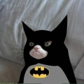 Bat_Cat