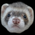 Furet1532