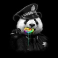 Pandara