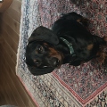 JANETA