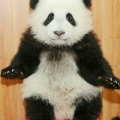 piccopanda