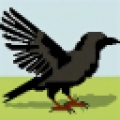 Korax