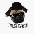 Pug Life